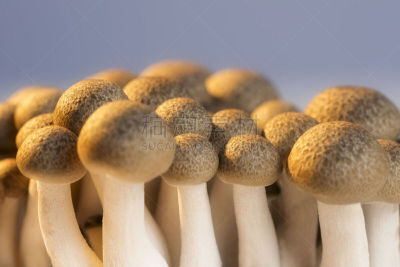 姬菇,牛肝菌,孢子,褐色,水平画幅,无人,山毛榉树,生食,特写,东方食品
