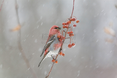 雄性动物,松雀,大风雪,天空,美,海棠,水平画幅,雪,鸟类,动物身体部位