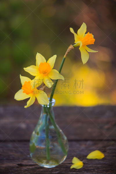 花束,水仙花,自然美,垂直画幅,留白,早晨,夏天,草,仅一朵花