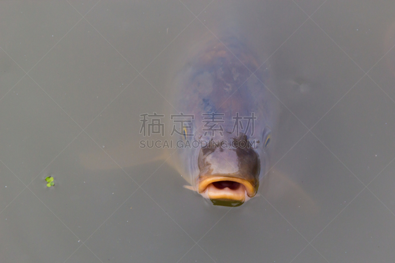 鲤鱼,水,淡水鱼,水面,淡水,自然界的状态,食品,野生动物,环境,池塘