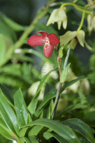 Lady’s Slipper Orchid; Phragmipedium - Jason Fischer