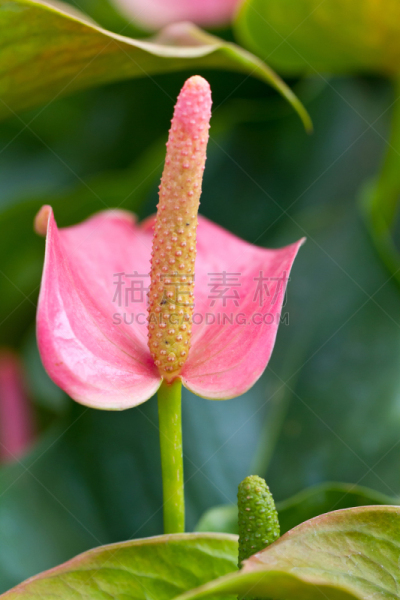 火烈鸟百合,肉穗花序,花烛属,垂直画幅,美,形状,无人,夏天,异国情调,特写