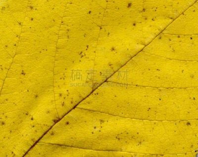 平视角,特写,叶子,极限运动,水平画幅,纹理效果,形状,枝繁叶茂,风化的,疤