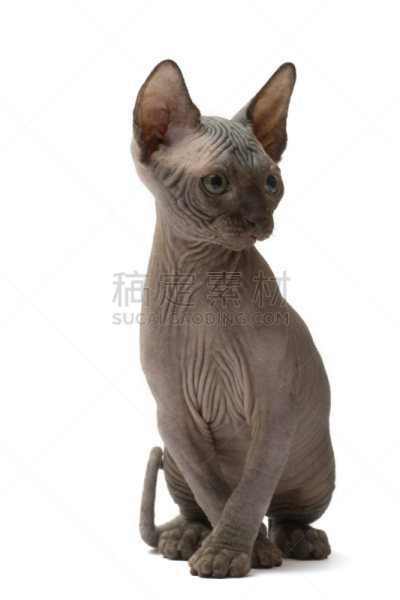 幼小动物,小猫,斯芬克斯,垂直画幅,小的,可爱的,无人,史芬克斯无毛猫,背景分离,一只动物