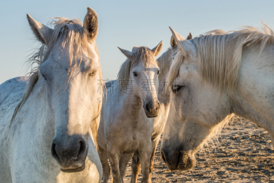 自然,肖像,圣伯纳犬,白马,背景,哈雷克区,camargue horse,卡马尔格,河口,敏捷