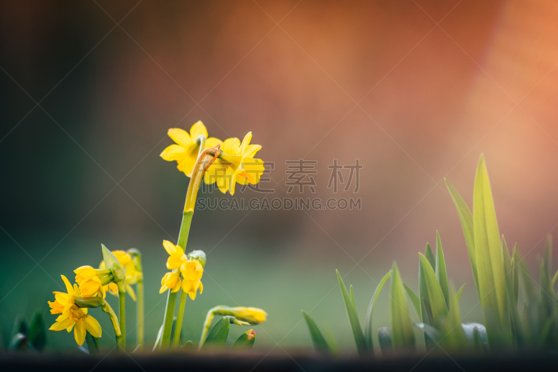 水仙花,背景,春天,复活节彩蛋,鸵鸟蛋,可食用花,春季系列,复活节,草,鸡蛋