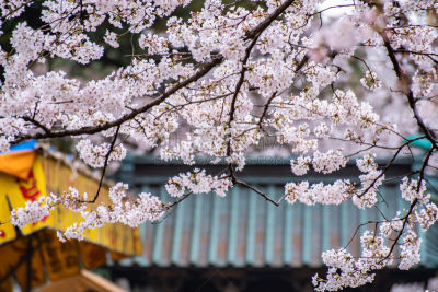 日本,樱花,东京,城市生活,仅日本人,日语,公园（品牌）,公园,船,鸟类