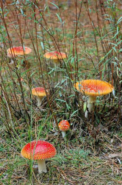 毒蝇菇,毒蘑菇,垂直画幅,素食,无人,苔藓,生食,户外,树林,真菌