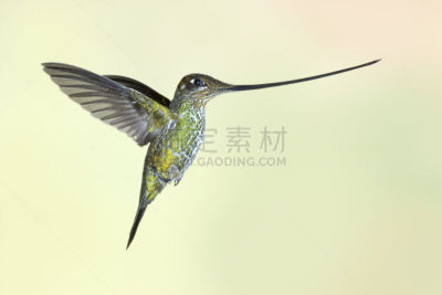 剑嘴蜂鸟,水平画幅,喙,雌性动物,蜂鸟,南美,热带鸟,无人,鸟类,动物身体部位