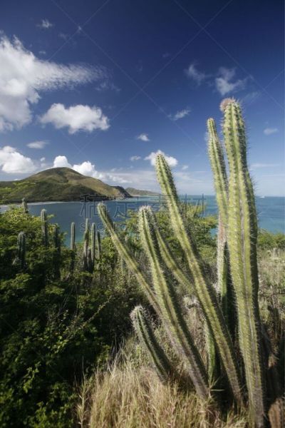 垂直画幅,南美,无人,夏天,户外,美洲,拉丁美洲,海滩,热带气候,仙人掌