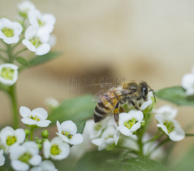 蜜蜂,美,褐色,水平画幅,无人,忙碌,夏天,户外,特写,沙特阿拉伯