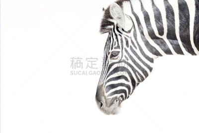 斑马,亮色调,图像,阿多大象国家公园,达马拉兰,赞比亚,有蹄哺乳动物,肖像,考科维尔德,卡格拉格帝边境公园
