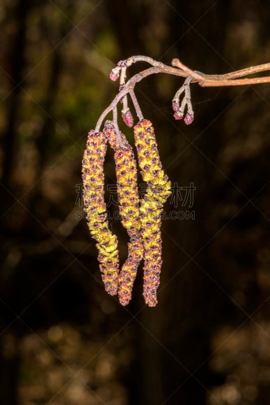 桤树,花朵,自然,垂直画幅,褐色,无人,蓝色,嫩枝,户外,春天