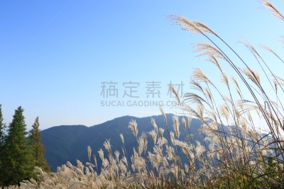 芒草,潘帕斯大草原,水平画幅,银色,秋天,无人,日本,草,摄影