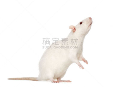 老鼠,白色,8到9个月,水平画幅,家畜,无人,侧面像,白色背景,背景分离,一只动物