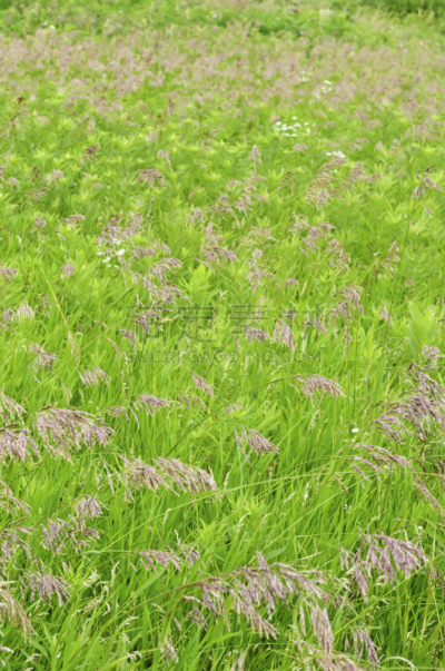 草原,夏天,垂直画幅,风,枝繁叶茂,无人,纳波维尔,户外,草,生长