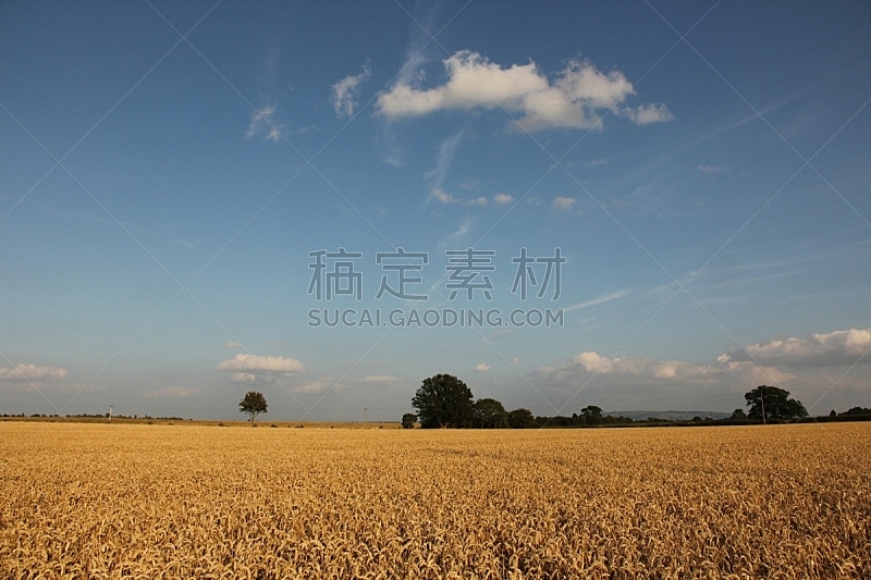天空,蓝色,熟的,田地,小麦,自然,水平画幅,景观设计,无人