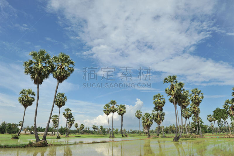糖,棕榈树,绿色,田地,马六甲州,贪欲,褐色,水平画幅,无人,夏天