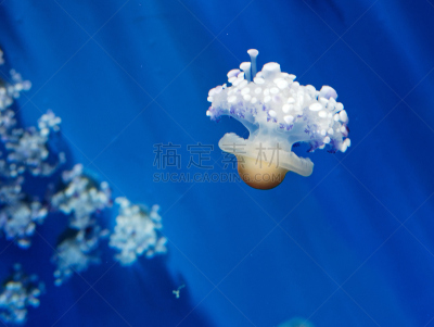 水族馆,水母,大特写,水,美,水平画幅,水下,异国情调,触须,部分