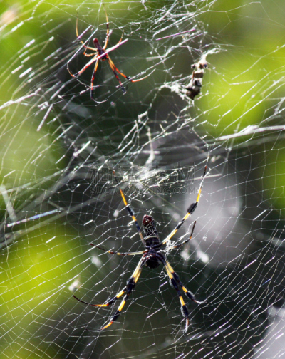 Golden Silk Spider,两只动物,蜘蛛网,黑黄色网状蜘蛛,垂直画幅,野生动物,无人,2015年,捕食,摄影
