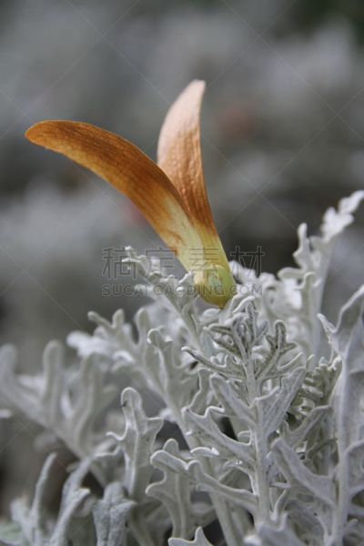垂直画幅,褐色,气候,夏天,尤脑香科树,特写,两个物体,白色,植物,热带气候