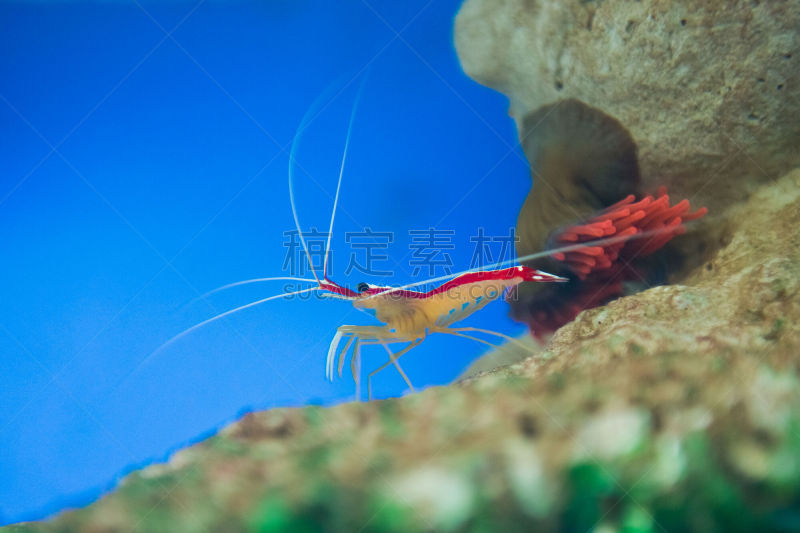 清洁虾,螯化的,磷虾,鱼类学,indopacific ocean,寄生的,鱼缸,动物腿,动物身体部位,异国情调