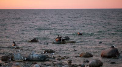 日光浴,灰海豹,岩石,地形,户外,黄昏,夏天,自然,风景,野生动物