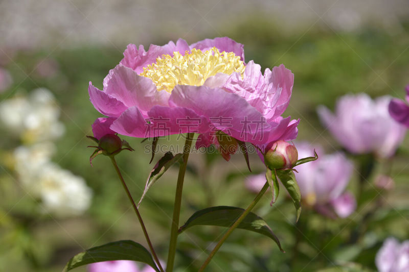 中国牡丹,粉色,仅一朵花,牡丹,季节,图像,雄蕊,花蕾,花瓣,叶子