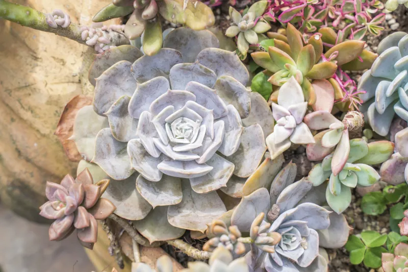 小的 多肉植物 农业 景天属植物 中国 屋顶 植物 户外 纹理 园艺图片素材下载 稿定素材