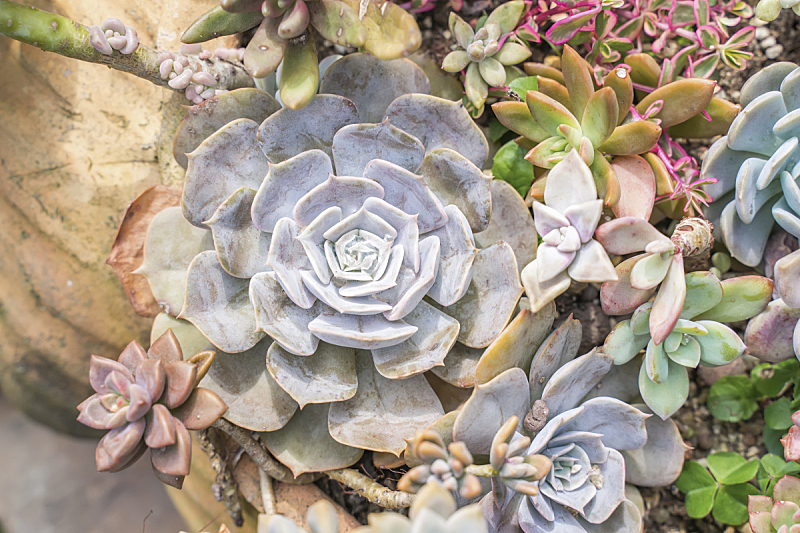 小的 多肉植物 农业 景天属植物 中国 屋顶 植物 户外 纹理 园艺图片素材下载 稿定素材