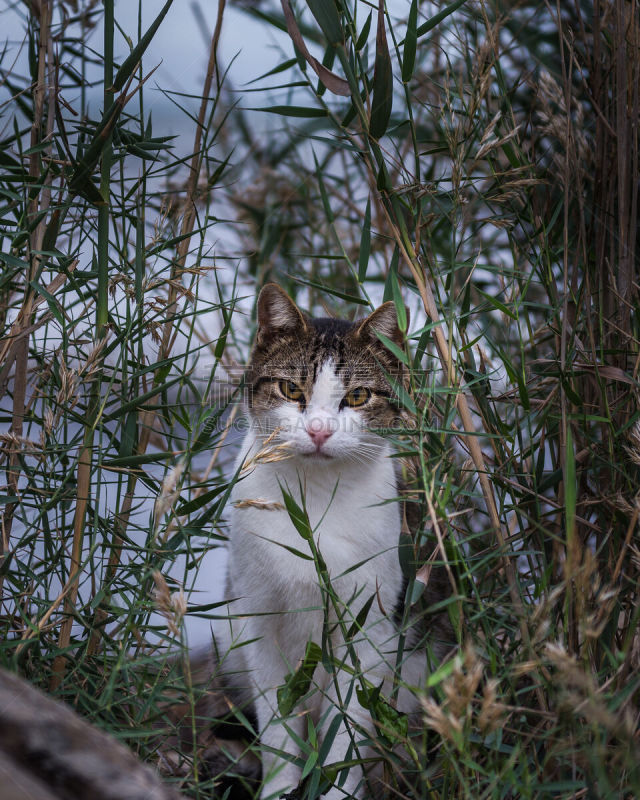 猫,2015年,两只动物,西班牙,十一月,自然,垂直画幅,艺术家,悲哀