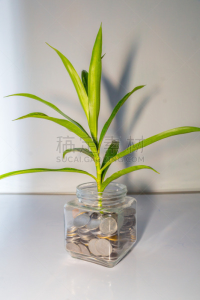 植物,叶子,银行业,金融,白色背景,小的,大量物体,生长,投资