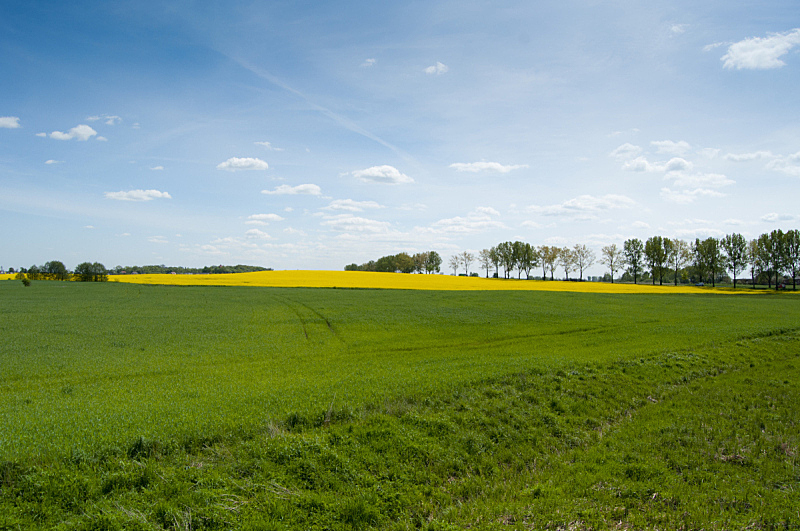 斯普林费德,耕地,天空,水平画幅,绿色,无人,乡村,蓝色,玉米,户外
