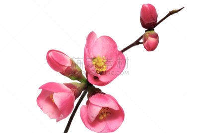 皱皮木瓜,温柏,花朵,茶花,日本,白色,玫瑰,红色,粉色,图像