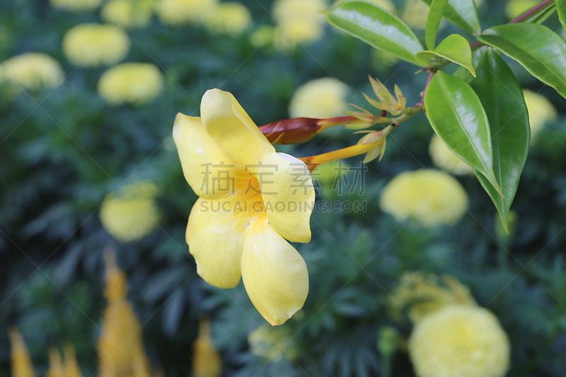 仅一朵花,自然,植物,水平画幅,无人,黄色,2015年,粉红蝉,软枝黄蝉,摄影
