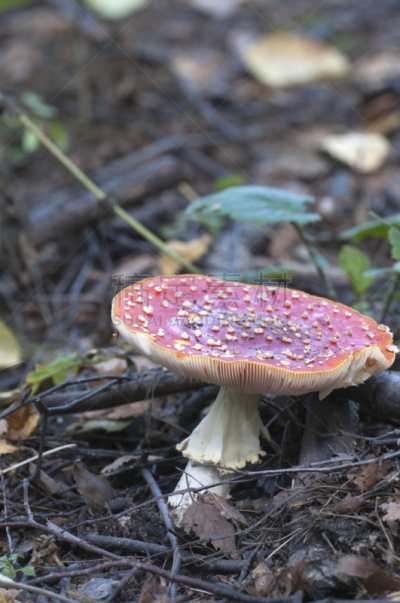 蘑菇,毒蘑菇,自然,垂直画幅,无人,有毒生物体,苔藓,毒蝇菇,健康保健,户外