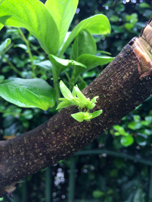 叶子,幼小动物,自然,垂直画幅,植物,绿色,无人,枝,摄影预览效果