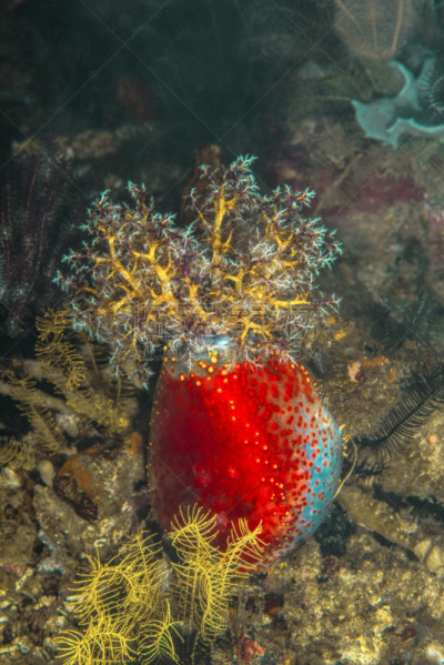 布兰顿,热带海参,底栖生物带,海参,indopacific ocean,库莫度,垂直画幅,无人,水下,特写