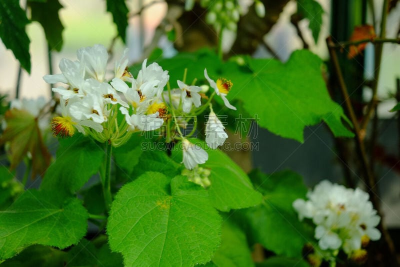 兰花,威廉海玛动物园,兰花科植物,斯图加特,东德,水平画幅,绿色,无人,热带气候,园艺