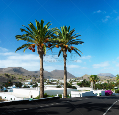 兰萨罗特岛,棕榈树,山谷市,canary island date palm,海枣树,丘陵起伏地形,风景,图像,无人,旅游目的地