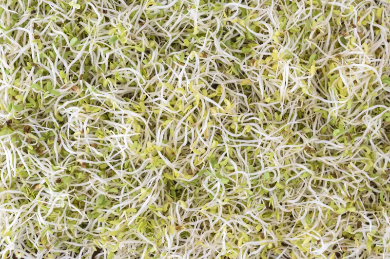 芽紫花苜蓿 芽紫花苜蓿图片 芽紫花苜蓿素材下载 稿定素材 芽紫花苜蓿 芽紫花苜蓿图片 芽紫花苜蓿素材下载 稿定素材