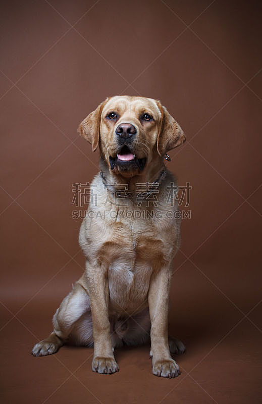 英国小猎犬 狗 英格兰 垂直画幅 正面视角 美 褐色 梗犬 动物身体部位 特写图片素材下载 稿定素材