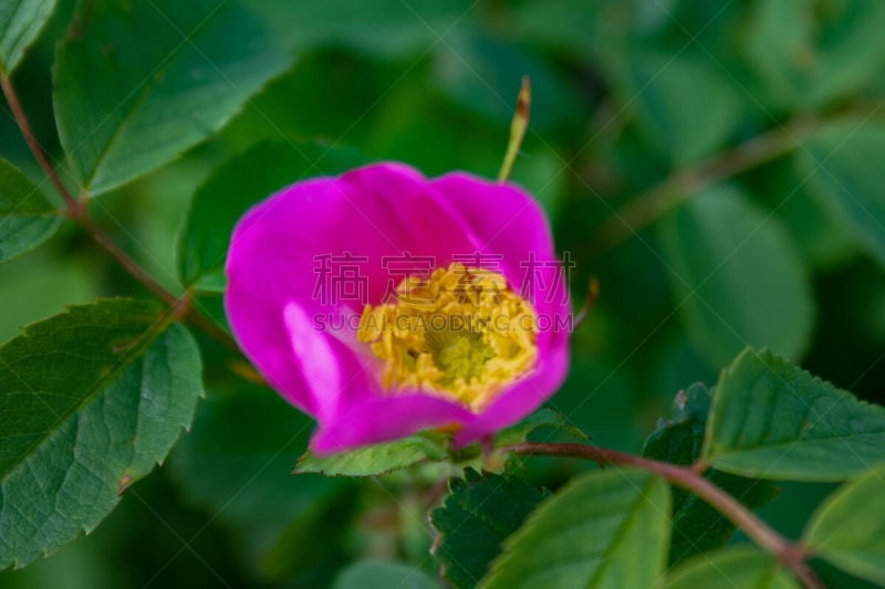 灌木,野玫瑰,花朵,冷肉卷,格兰迪伯瑞尔,锦葵属,美,水平画幅,无人,法式食品