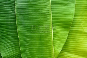 纹理效果,条纹,绿色,抽象,香蕉叶,背景,新的,枝繁叶茂,夏天,异国情调