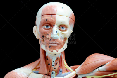 健美身材,人,人的脸部,美,水平画幅,美人,人类肌肉,生物学,男性,人的鼻子