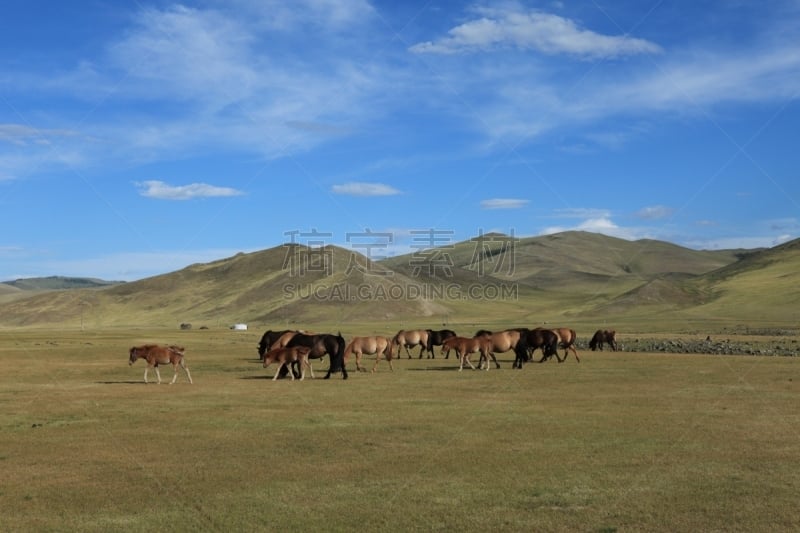 东欧大草原,鄂尔浑河谷,蒙古,veldt,草地围场,天空,柳树,水平画幅,山