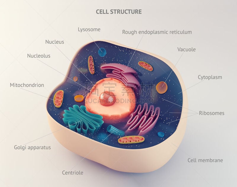 解剖模型,动物细胞,绘画插图,溶酶体,真核生物,液泡,白色,细胞器,彩色图片