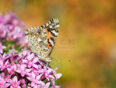 苎胥蝶,美,留白,水平画幅,动物身体部位,户外,白色,植物,动物长鼻,昆虫