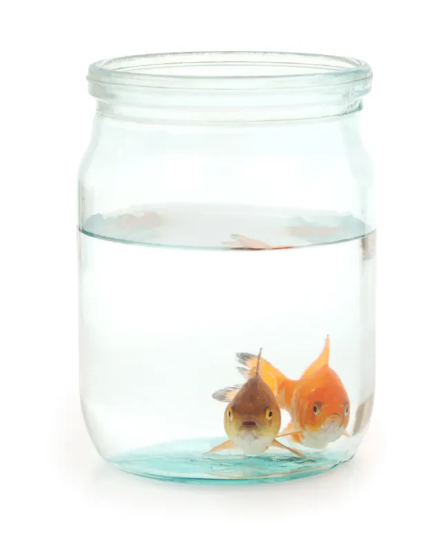 金鱼 宠物 水平画幅 无人 鱼类 广口瓶 摄影图片素材下载 稿定素材