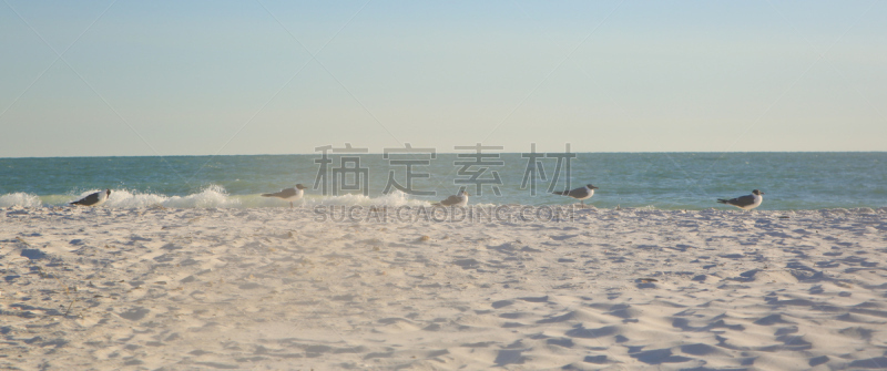 佛罗里达,海滩,燕鸥,留白,美国,水平画幅,无人,全景,鸟类,在边上